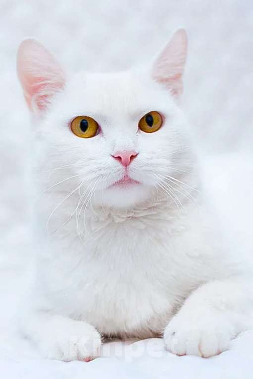 Кошки в Новосибирске: Срочно ищу добрые руки для белой кошки. Отдам бесплатно. Мальчик, Бесплатно - фото 2