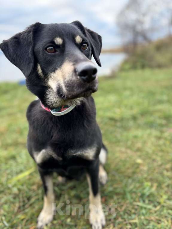 Собаки в Павловском Посаде: Идеальная собака в добрые руки Девочка, Бесплатно - фото 10
