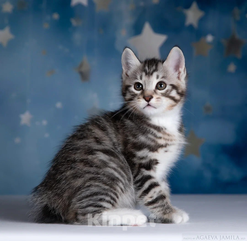 Кошки в других городах Московской области: Котик короткошерстный Мальчик, 50 000 руб. - фото 5