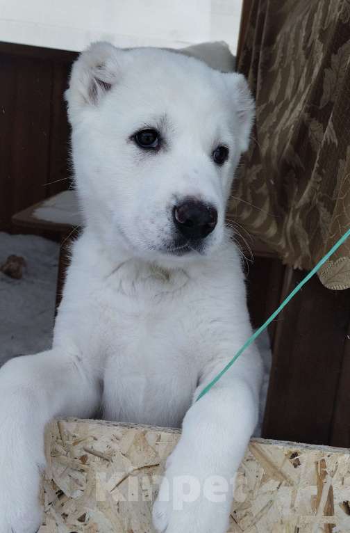 Собаки в Перми: Щенки САО Мальчик, Бесплатно - фото 5