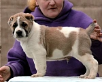 Собаки в других городах Московской области: Алабай - Азиат - САО Мальчик, 40 000 руб. - фото 3