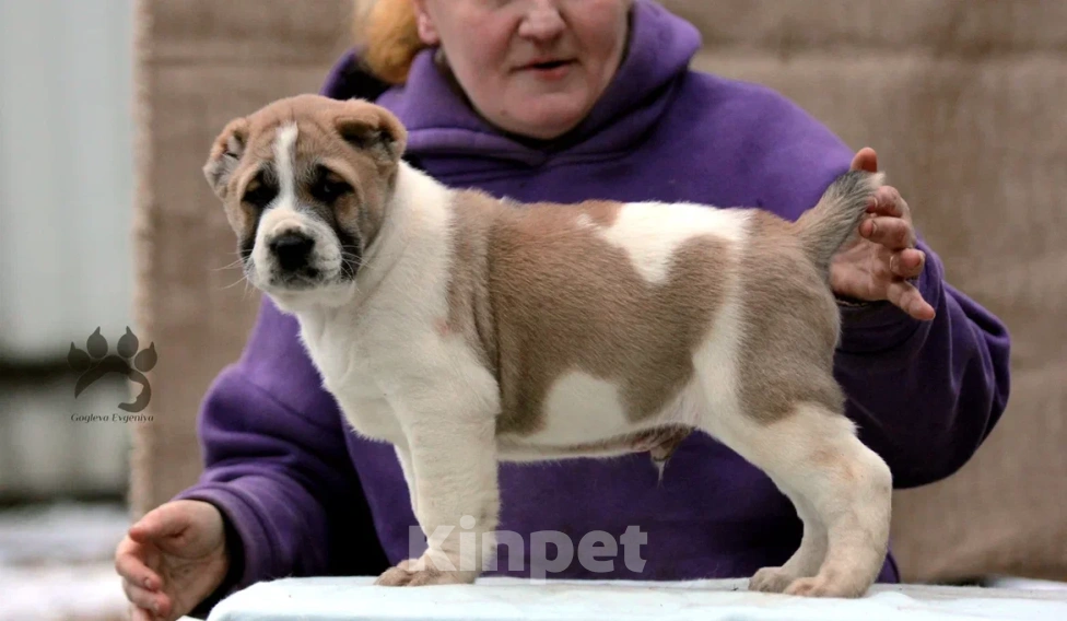 Собаки в других городах Московской области: Алабай - Азиат - САО Мальчик, 40 000 руб. - фото 3