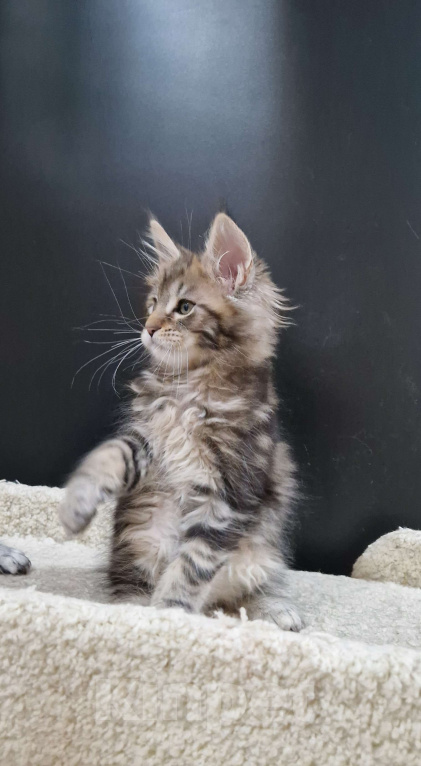 Кошки в Ижевске: Котята мейн-кун Мальчик, 60 000 руб. - фото 2