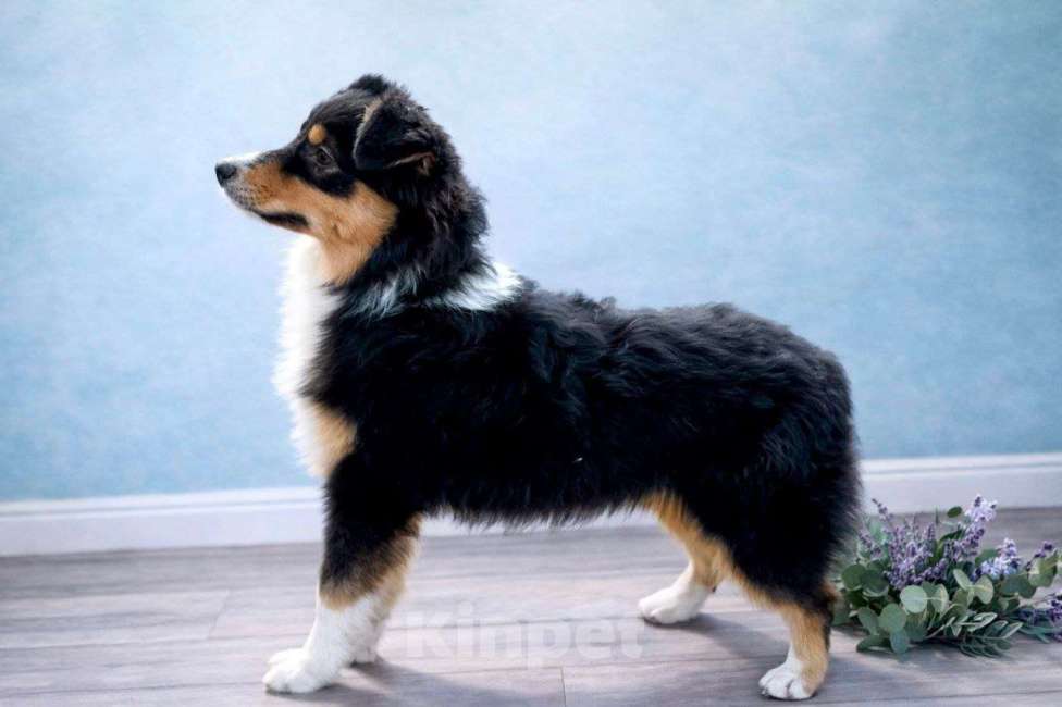 Собаки в Туле: Щенки австралийской овчарки Девочка, 40 000 руб. - фото 1