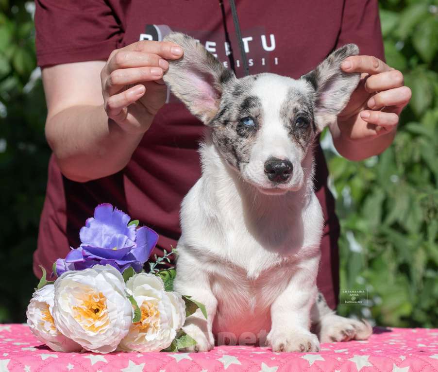 Собаки в Москве: Вельш корги кардиган мрамор Мальчик, 110 000 руб. - фото 6