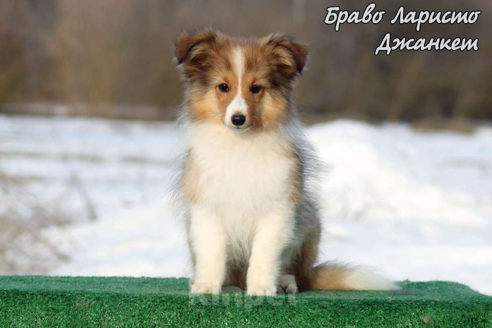 Собаки в Рязани: Большой выбор щенков шелти. Девочка, 80 000 руб. - фото 2