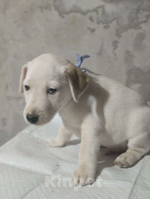 Собаки в Симферополе: Джек рассел терьер, мальчик Мальчик, 9 000 руб. - фото 4