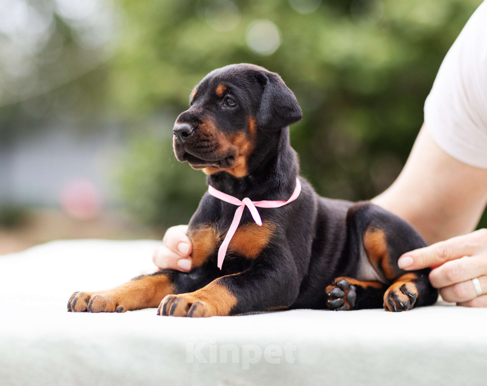 Собаки в Клине: Сука, розовая лента  Девочка, 110 000 руб. - фото 7