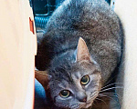 Кошки в Москве: Миледи  - британская кошечка серебристого окраса в дар Девочка, Бесплатно - фото 2