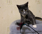 Кошки в Долгопрудном: Котенок из приюта Мальчик, Бесплатно - фото 4