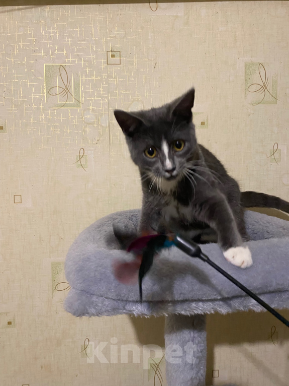 Кошки в Долгопрудном: Котенок из приюта Мальчик, Бесплатно - фото 4