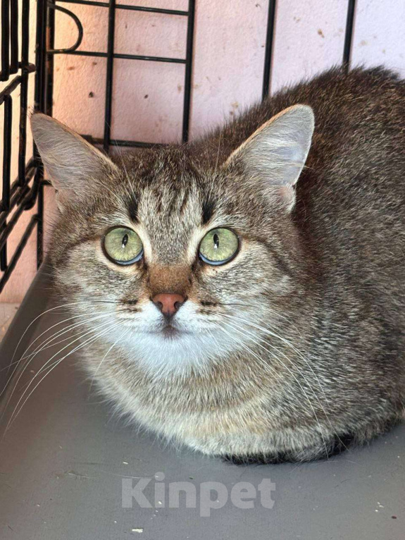 Кошки в Москве: Зеленоглазая кошка Маргошка мечтает о доме Девочка, Бесплатно - фото 1