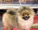 Собаки в Санкт-Петербурге: щенок померанского шпица Девочка, 60 000 руб. - фото 1