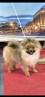 щенок померанского шпица