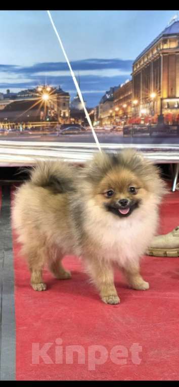 Собаки в Санкт-Петербурге: щенок померанского шпица Девочка, 60 000 руб. - фото 1