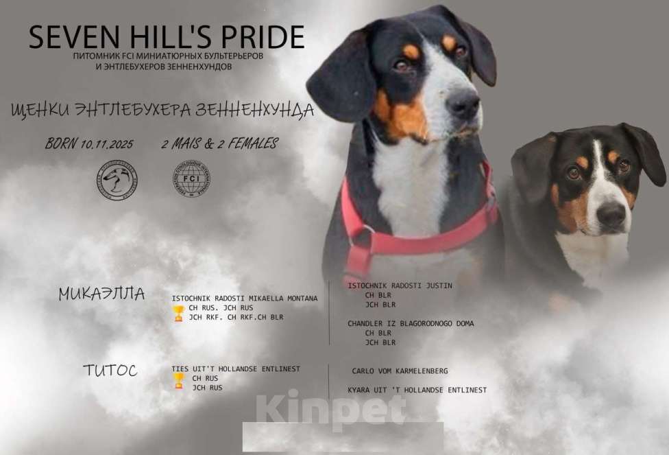 Собаки в Смоленске: Энтлебухер зенненхунд  Мальчик, 75 000 руб. - фото 1