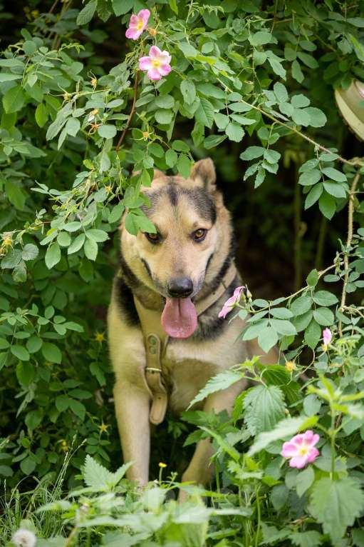 Собаки в Москве: Барри ищет своего человека Мальчик, Бесплатно - фото 5