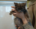 Кошки в Пензе: Котенок в добрые руки Девочка, 1 руб. - фото 3