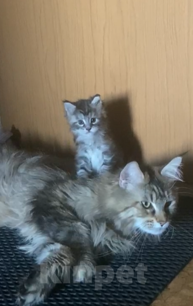 Кошки в Москве: Мальчик мейкун Мальчик, Бесплатно - фото 4