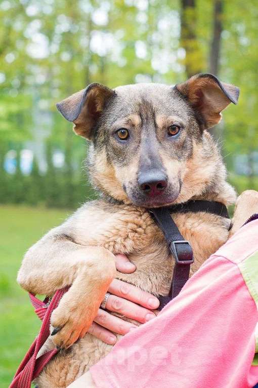 Собаки в Москве: Её заметили на промзоне, маленькую, испуганную с глазами,полными ужаса и бесконечного страха... Девочка, Бесплатно - фото 5