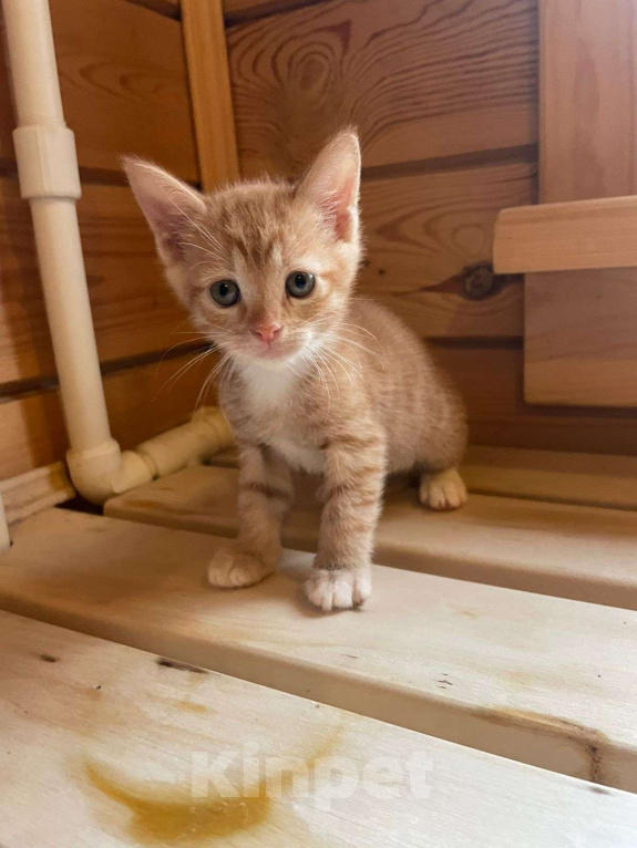 Кошки в Москве: Маленький котёнок Гномик а добрые руки  Мальчик, Бесплатно - фото 1