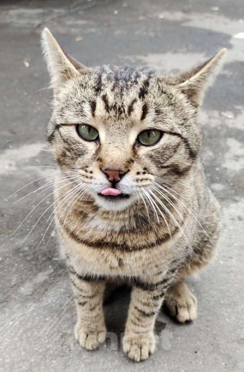 Кошки в Москве: Зеленоглазый Вася ждет свою семью на улице Мальчик, Бесплатно - фото 1