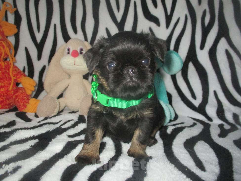 Собаки в Пскове: Щенки бельгийского гриффона и пти брабансона Мальчик, 50 000 руб. - фото 3