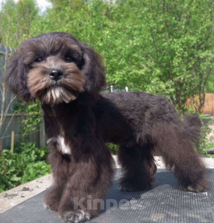 Собаки в Москве: мальтипу подрощенный мальчик Мальчик, 60 000 руб. - фото 3