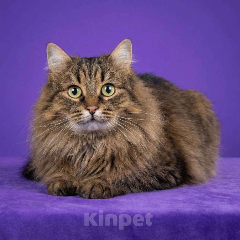 Кошки в Москве: Маша ищет дом Девочка, Бесплатно - фото 3