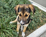 Собаки в Сочи: Аэра нашли работники Аэропорт Сочи в зоне вылета. Отправка в любой город Девочка, Бесплатно - фото 6