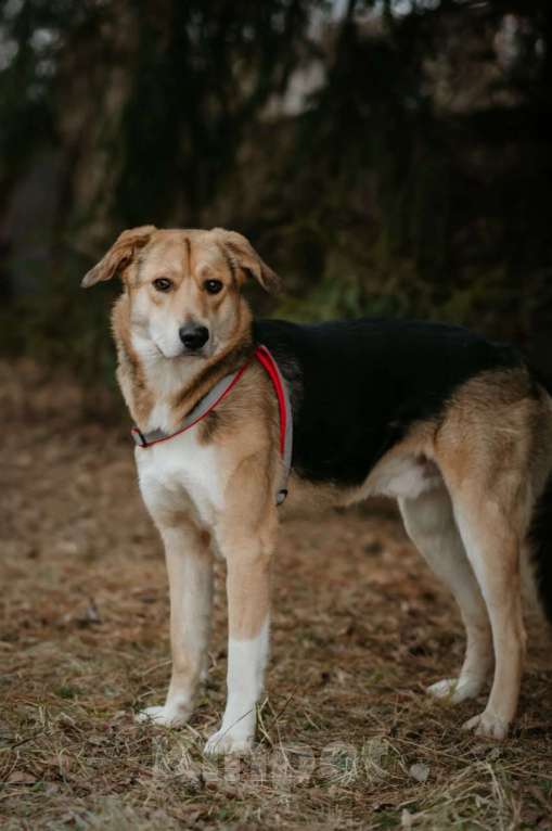 Собаки в Туле: Пес Рэй ищет дом! Мальчик, Бесплатно - фото 3