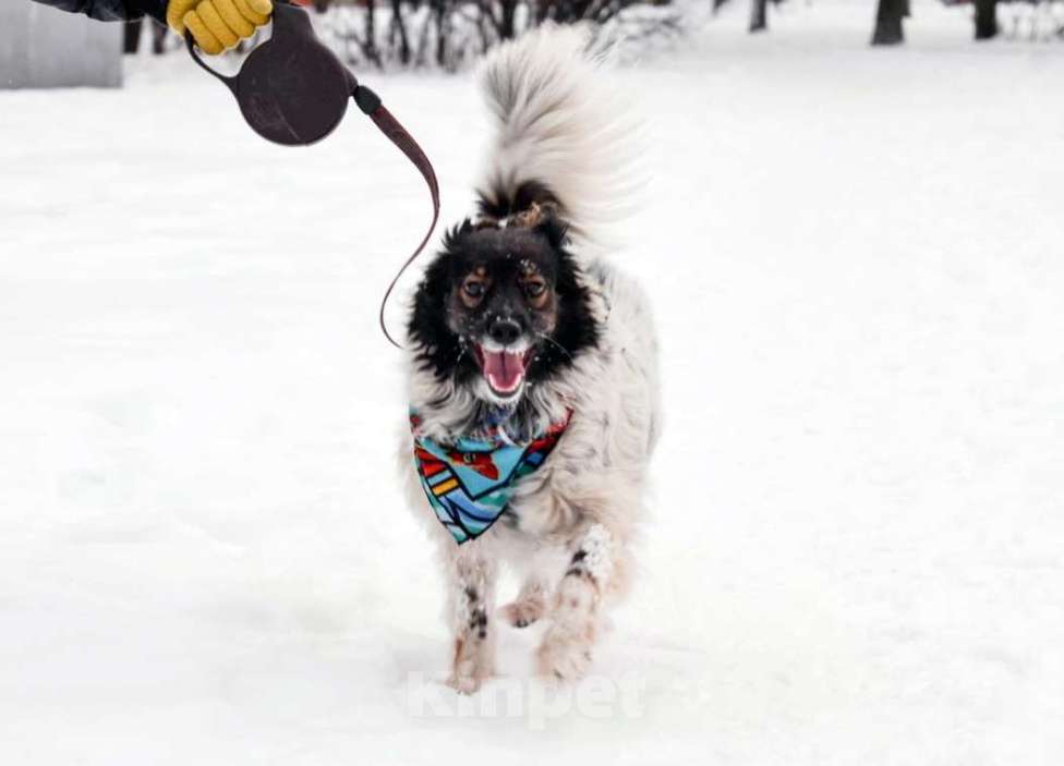 Собаки в Санкт-Петербурге: Изумительной красоты небольшая собачка Девочка, Бесплатно - фото 1