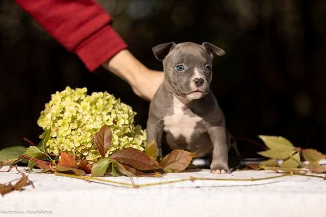 Собаки в других городах Московской области: Девочка булли голубая Девочка, 110 000 руб. - фото 1
