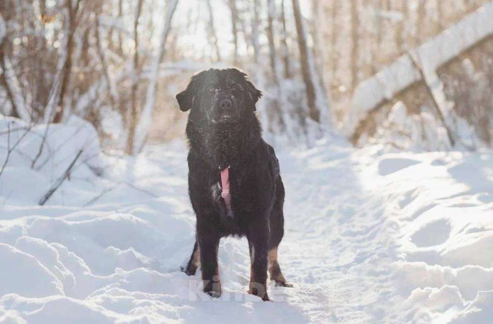 Собаки в Москве: Окси ищет дом Мальчик, Бесплатно - фото 5