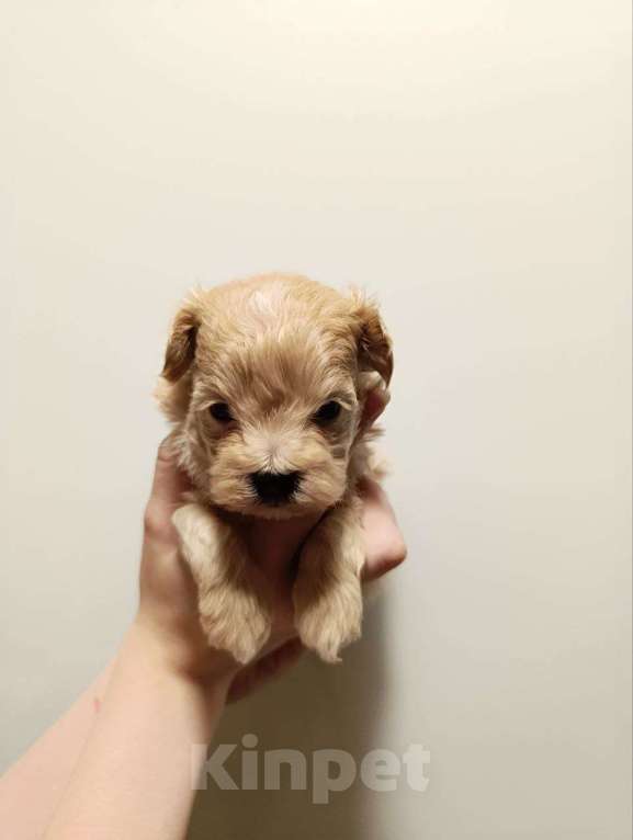 Собаки в Новосибирске: Девочка - стесняшка Девочка, 100 000 руб. - фото 4