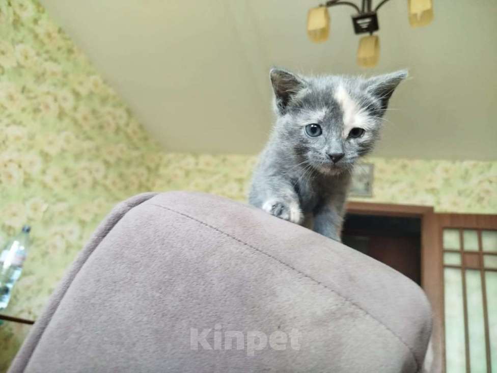 Кошки в Подольске: котенок добрым людям Девочка, Бесплатно - фото 1