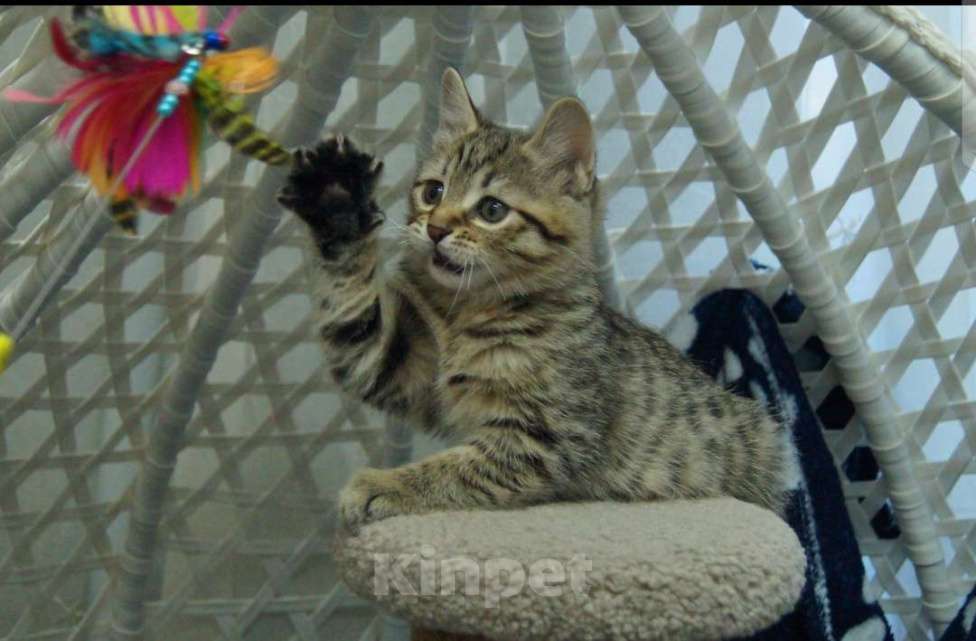 Кошки в Комсомольске-На-Амуре: Курильский бобтейл Мальчик, 50 000 руб. - фото 7