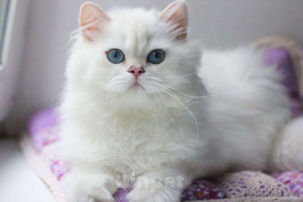 Кошки в Москве: Серебристая шиншилла мальчик Мальчик, 60 000 руб. - фото 3