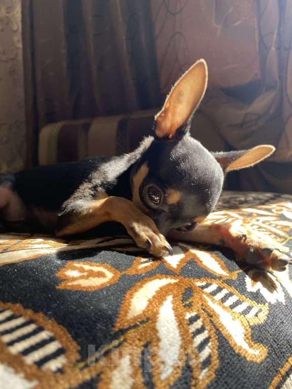 Собаки в Краснодаре: Той терьер мини , девочка  Девочка, 25 000 руб. - фото 2