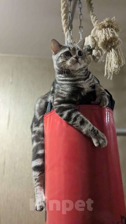 Кошки в Москве: Шотландский мраморный кот на вязку Мальчик, 3 000 руб. - фото 5