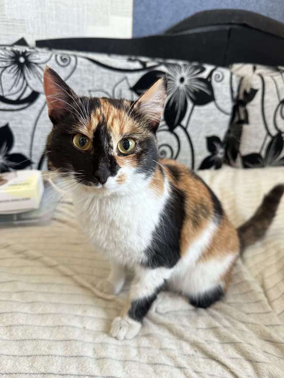 Кошки в Москве: Котенок в добрые руки Девочка, Бесплатно - фото 3