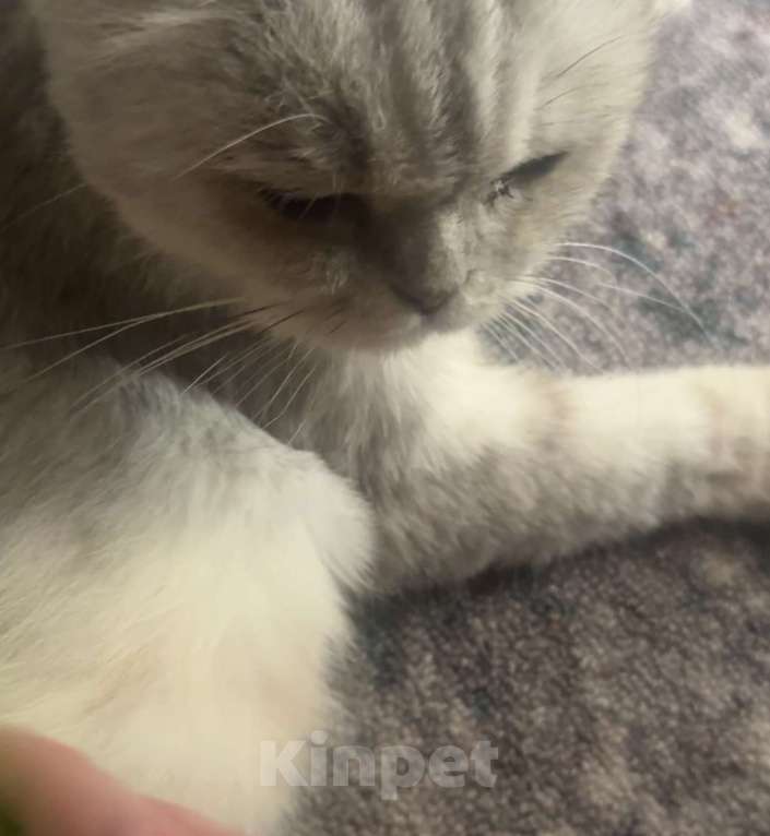 Кошки в Мытищах: Найдена серебряная шотландка Девочка, Бесплатно - фото 3