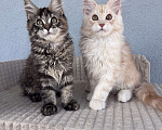Кошки в Кудрово: Котенок мейн-кун, шейдед линия , в брид Мальчик, 80 000 руб. - фото 7