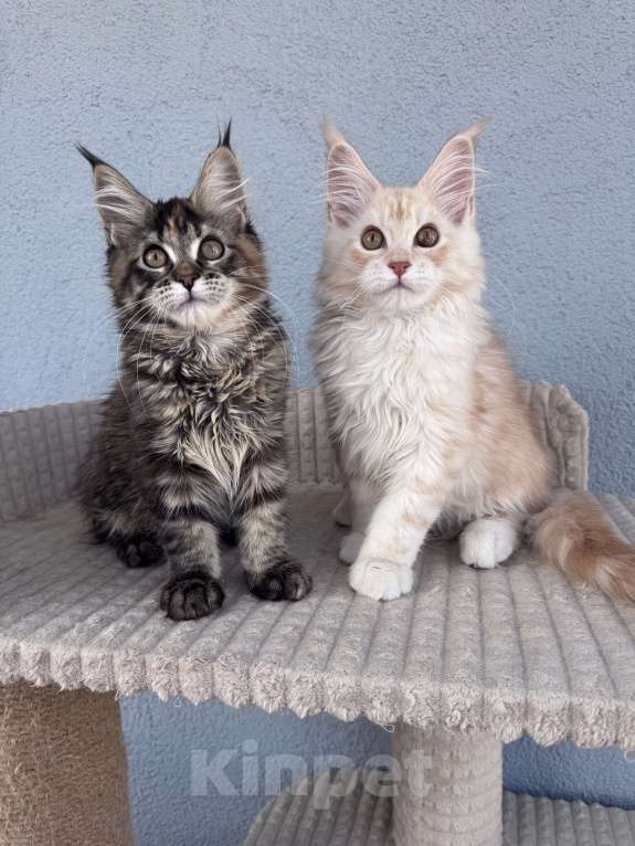 Кошки в Кудрово: Котенок мейн-кун, шейдед линия , в брид Мальчик, 80 000 руб. - фото 7