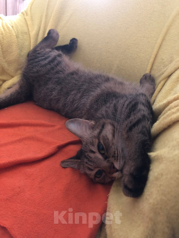 Кошки в Москве: Миниатюрная кошечка ищет добрые руки и дом 🐈🧡 Девочка, Бесплатно - фото 3