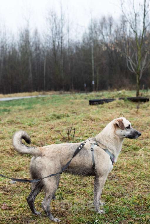Собаки в Москве: Маленькая Венди Девочка, Бесплатно - фото 2