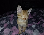 Кошки в Каменске-Уральском: Рыжий котёнок в добрые руки Мальчик, Бесплатно - фото 2