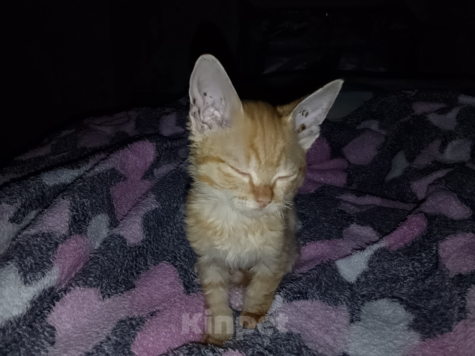 Кошки в Каменске-Уральском: Рыжий котёнок в добрые руки Мальчик, Бесплатно - фото 2