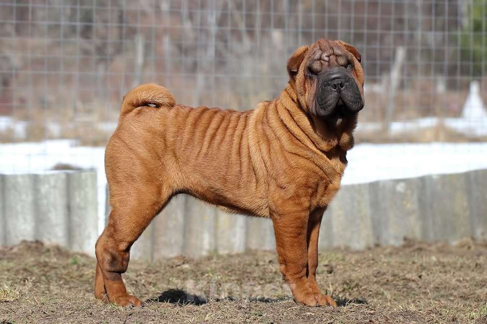 Собаки в Туле: Щенок шарпея продать Девочка, Бесплатно - фото 2