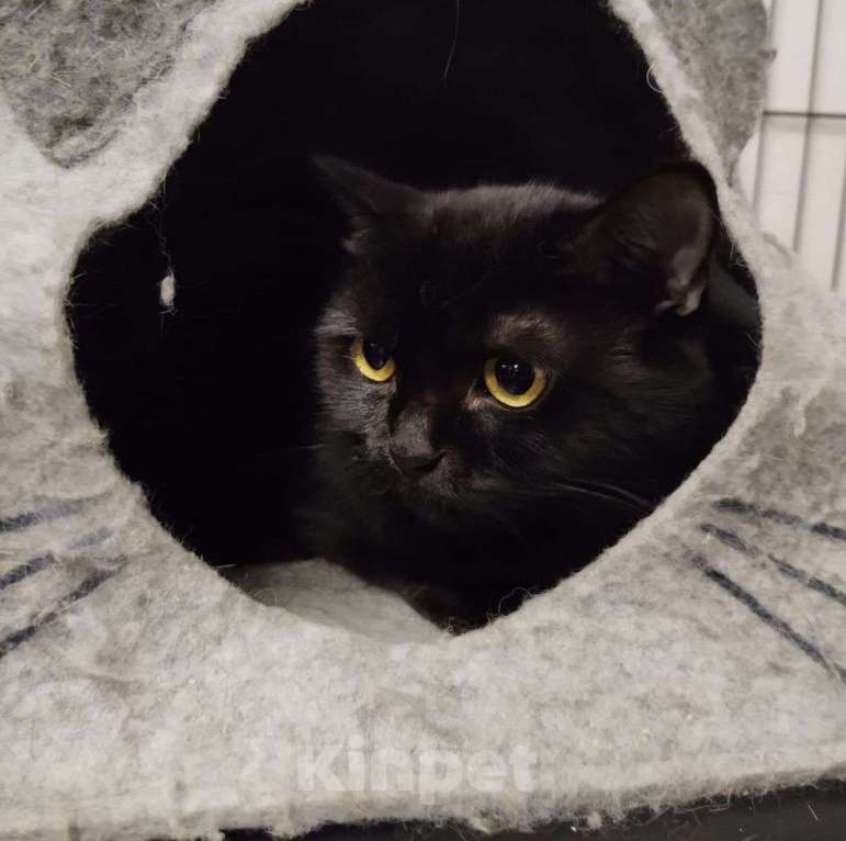 Кошки в Москве: Ласковая кошечка Виска Девочка, Бесплатно - фото 4